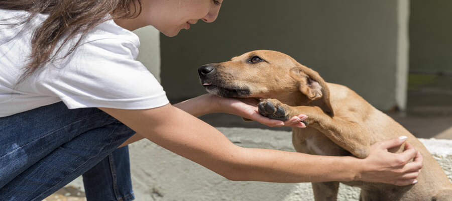 How to Volunteer at a Dog Shelter: A Beginner’s Guide to Making a Difference